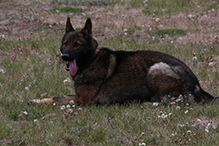 K9 Deuce