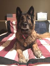 K9 Dino