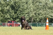 K9 Brix