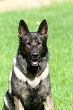 K9 Kilo
