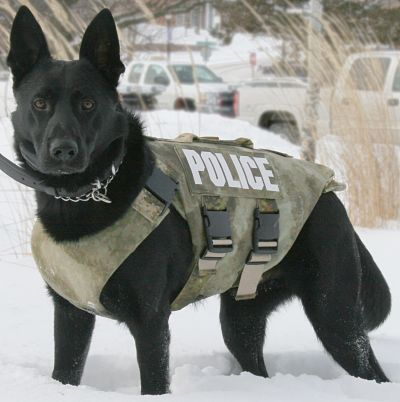 K9 Knight