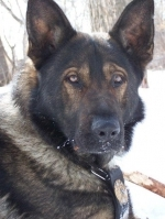K9 Caesar