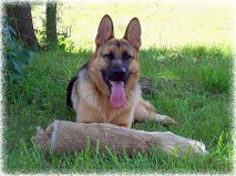 K9 Virgil
