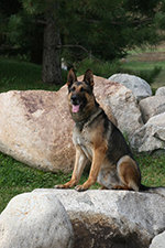 K9 Deuce