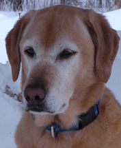K9 Barkley