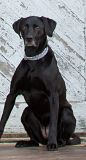 K9 Phoenix