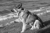 K9 Hunter