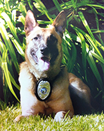 K9 Tessa